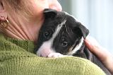 BULL TERRIER MINIATURE 298